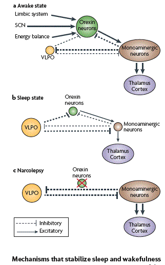 orexin