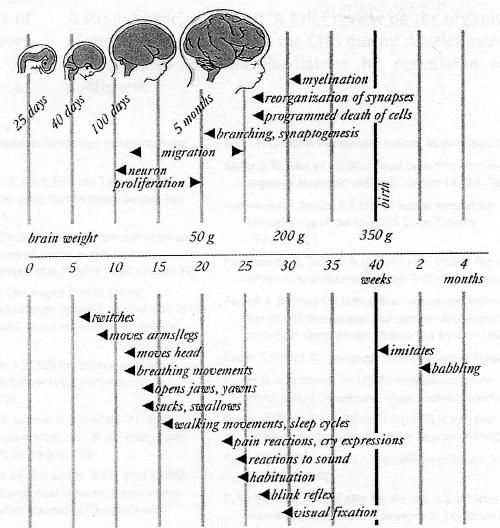 ontogeny behavior