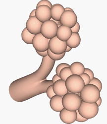 alveoli