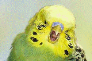 budgerigar