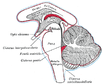 cerebellum