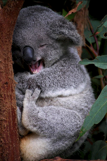 koala