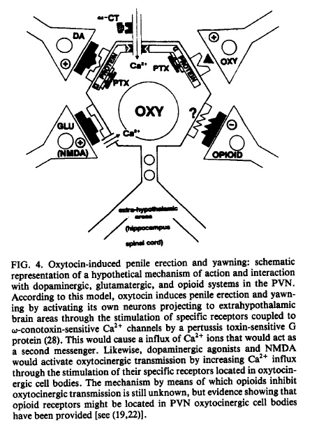 oxytocin induced yawning