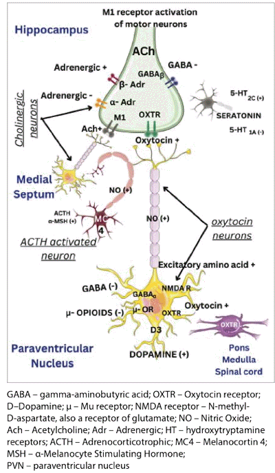 physiology yawning