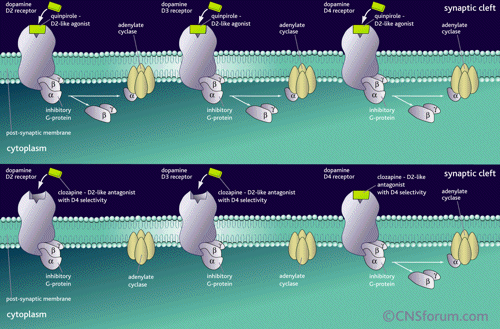 quinpirole