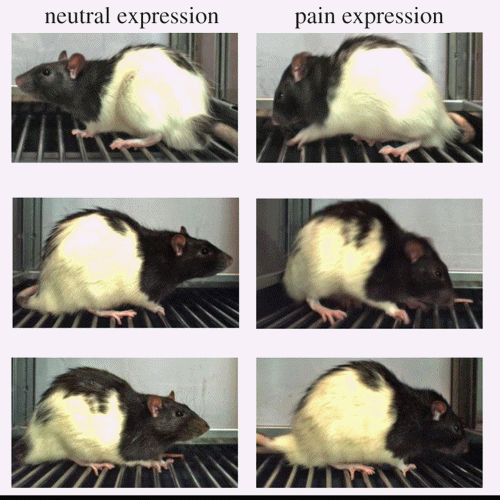 rat pain