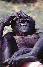 bonobo