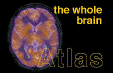 brainatlas