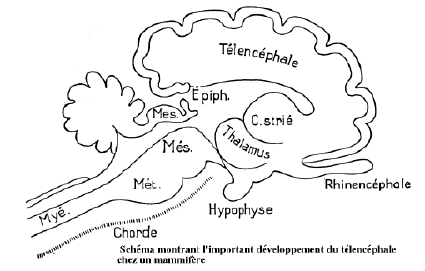 encéphale mammifère