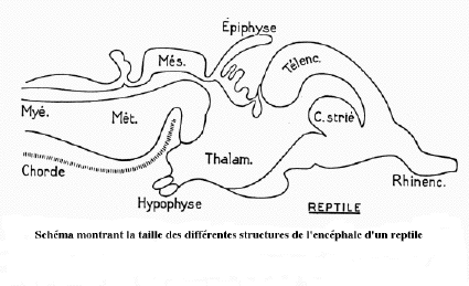 encéphale reptile