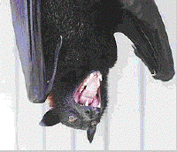 chauve-souris