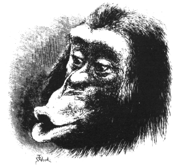 chimpanze