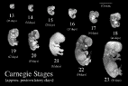 embryologie