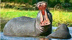 hippo