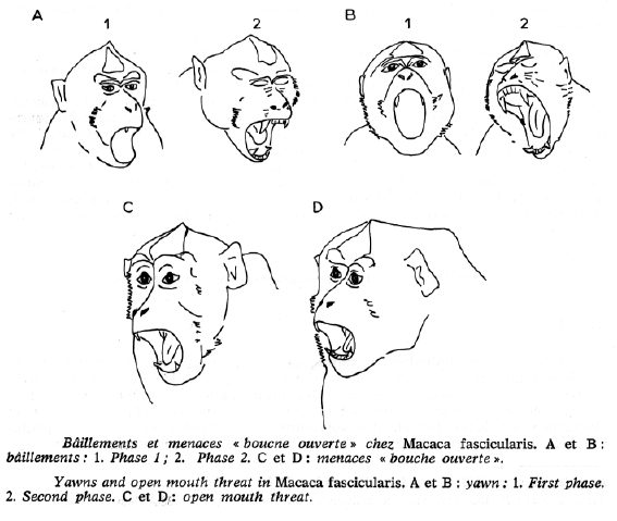 macaca-dessin