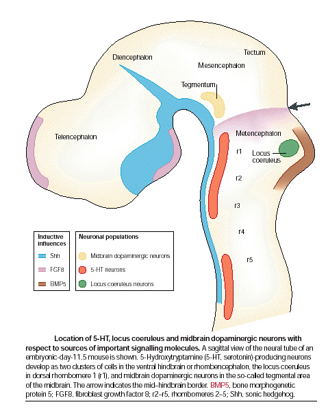 schema neural migration