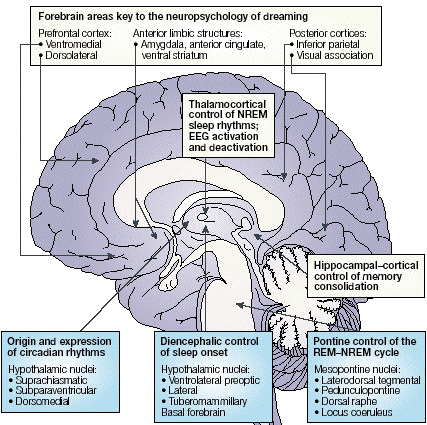 brain regions