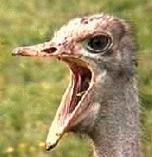 ostrich