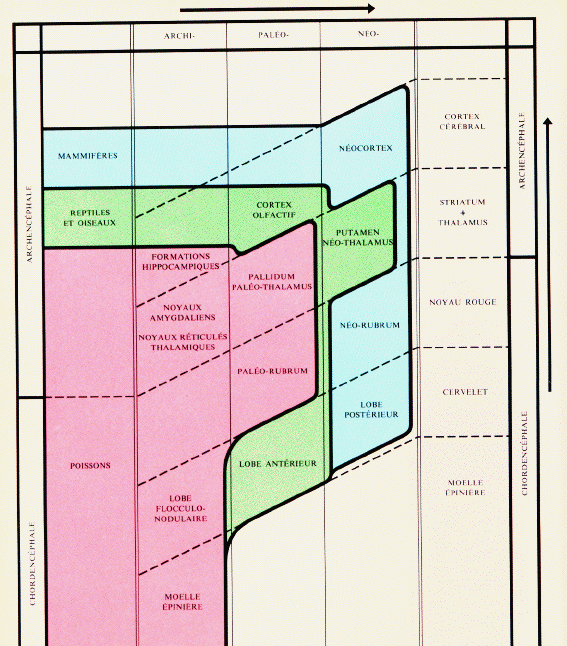 tableau phylogénèse