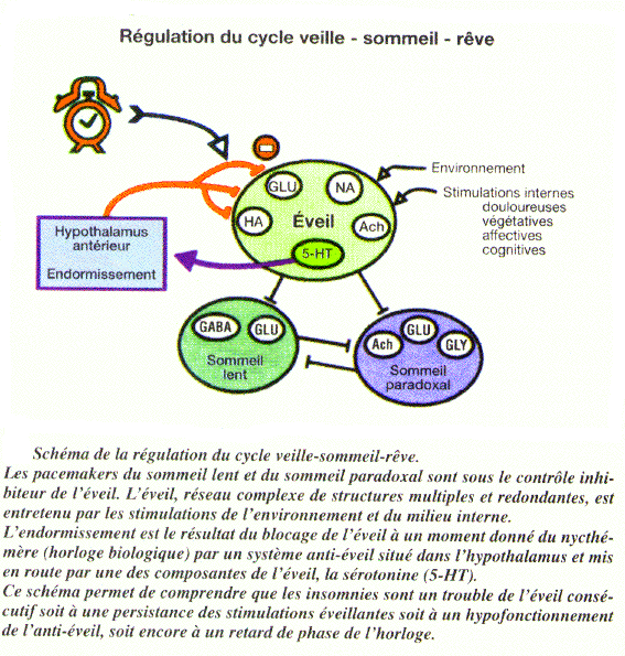 regulation sommeil