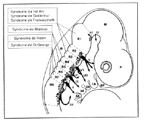 rhombomere