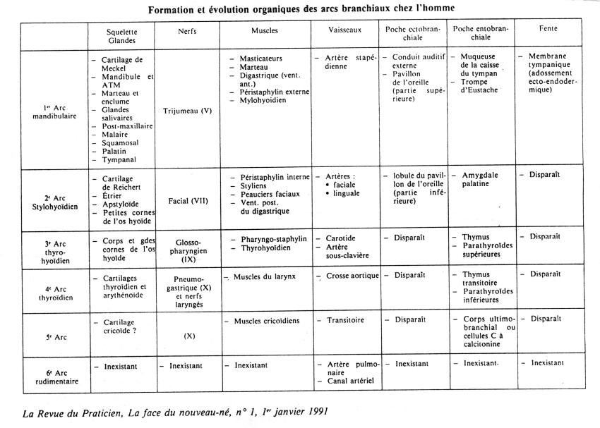 tableau-embryologie