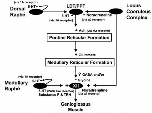 upper-airway