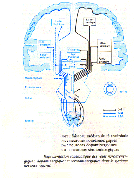 voies des neuromediateurs